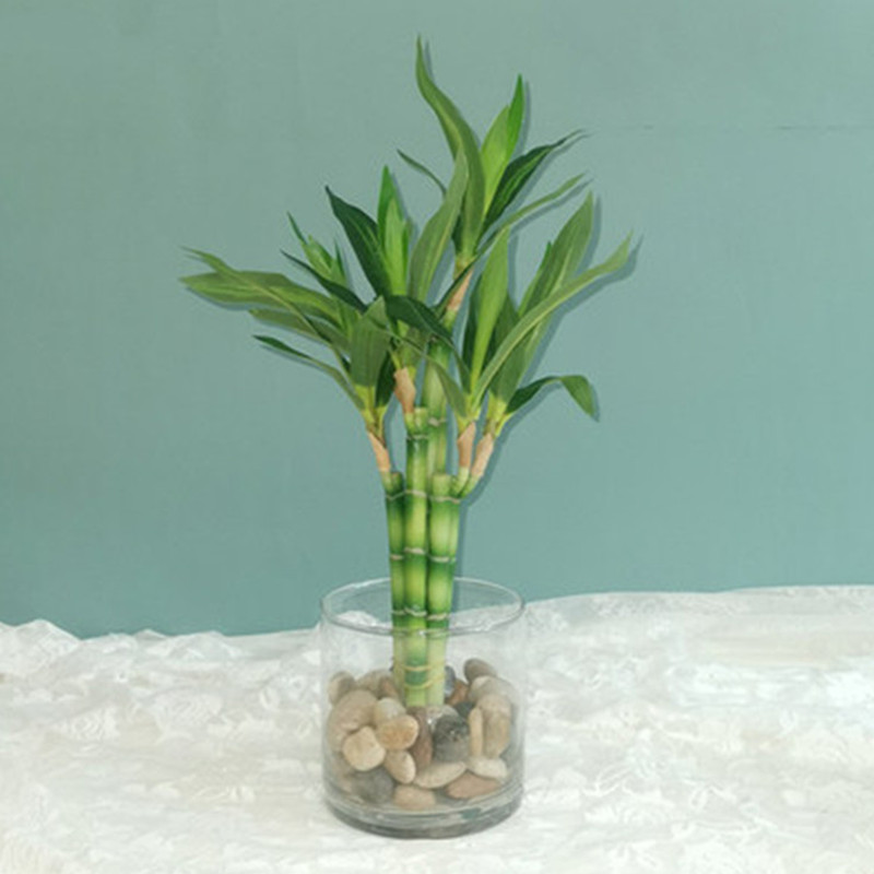 Nueva Planta Artificial de Bam - Desk Setup Plant reseña y precio