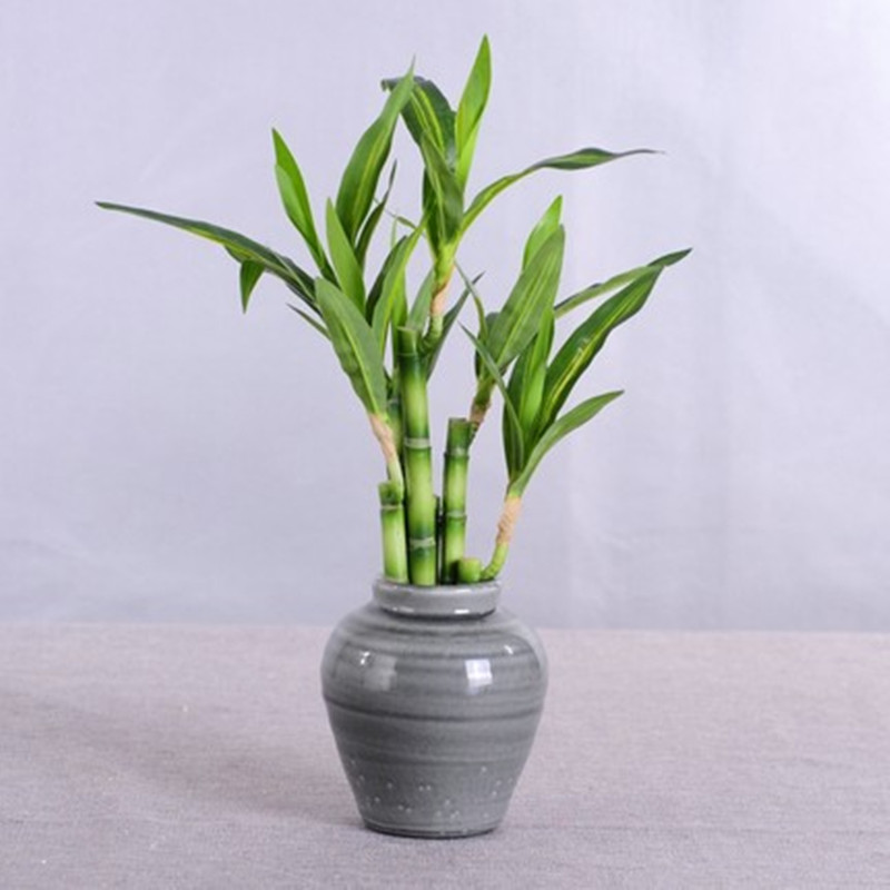 Nueva Planta Artificial de Bam - Desk Setup Plant reseña y precio